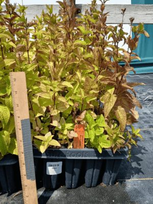 Blue mistflower tray with healthy fall foliage
