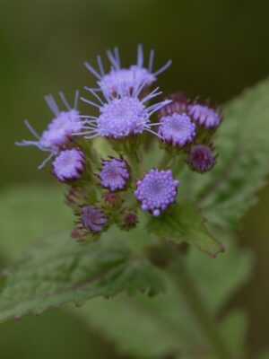 Blue Mistflower (Conoclinium coelestinum) with clusters of soft blue-purple flowers in close-up.
