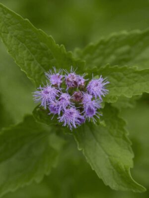 Blue Mistflower leaf and flower close up