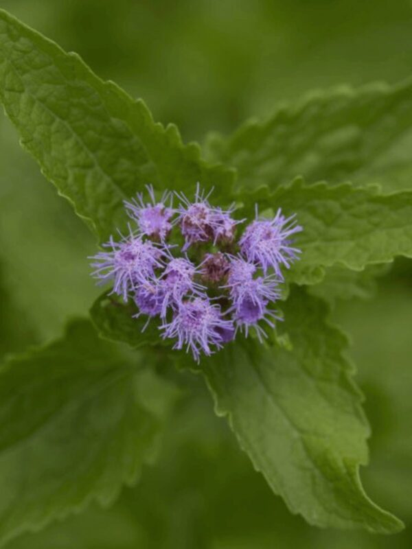 Blue Mistflower leaf and flower close up