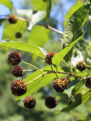 Buttonbush close up brown seed head