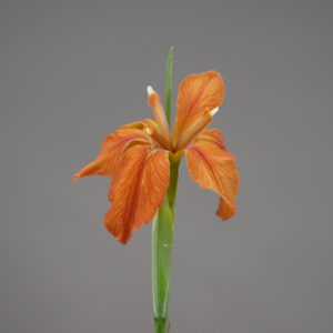 Copper Iris
