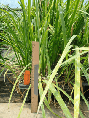 Full Copper Iris with long leaves in fall ready to plant