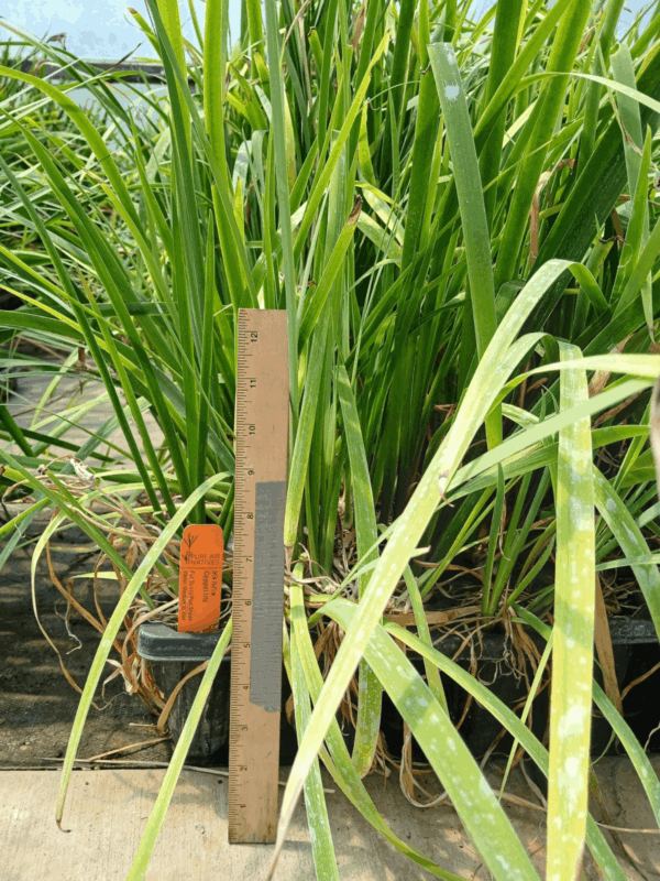 Full Copper Iris with long leaves in fall ready to plant