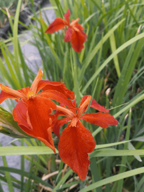 Blooming Copper Iris in greenhouse ready to be planted