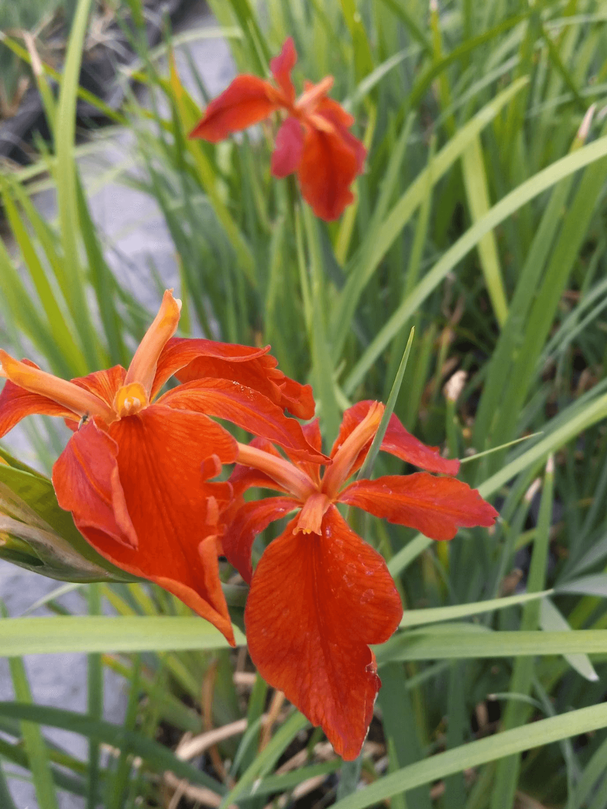 Blooming Copper Iris in greenhouse ready to be planted