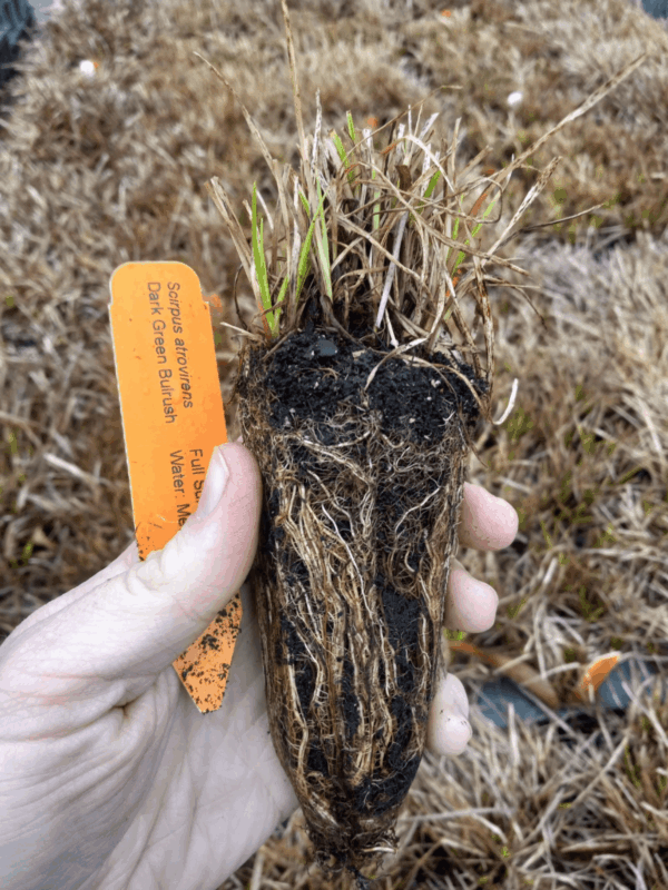 Dark green bulrush plug with established roots