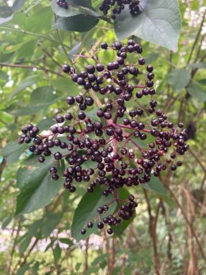 Elderberry berries growing in late summer