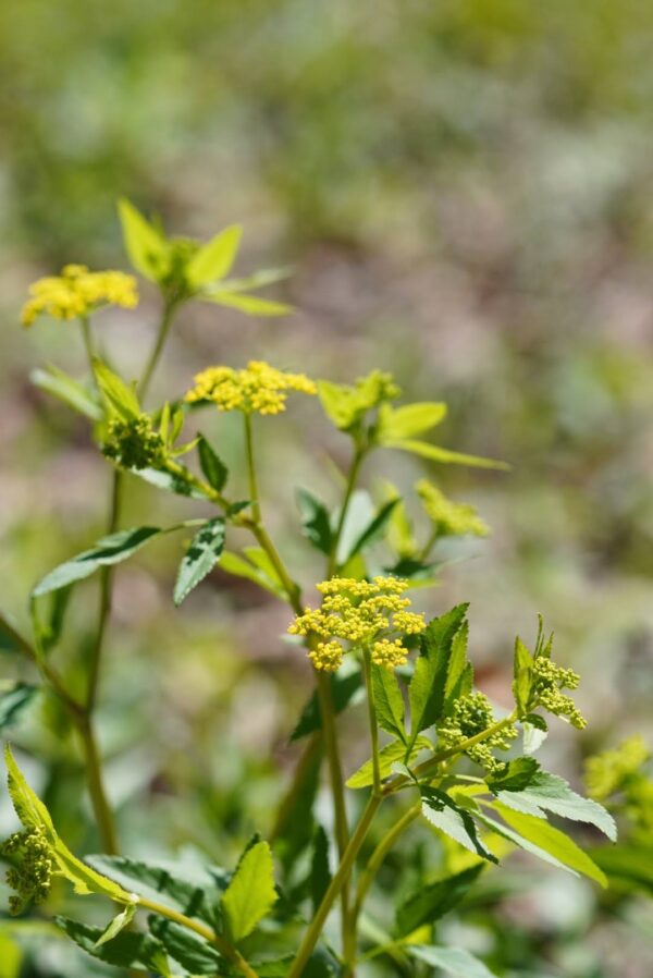 Golden Alexander with yellow flowers