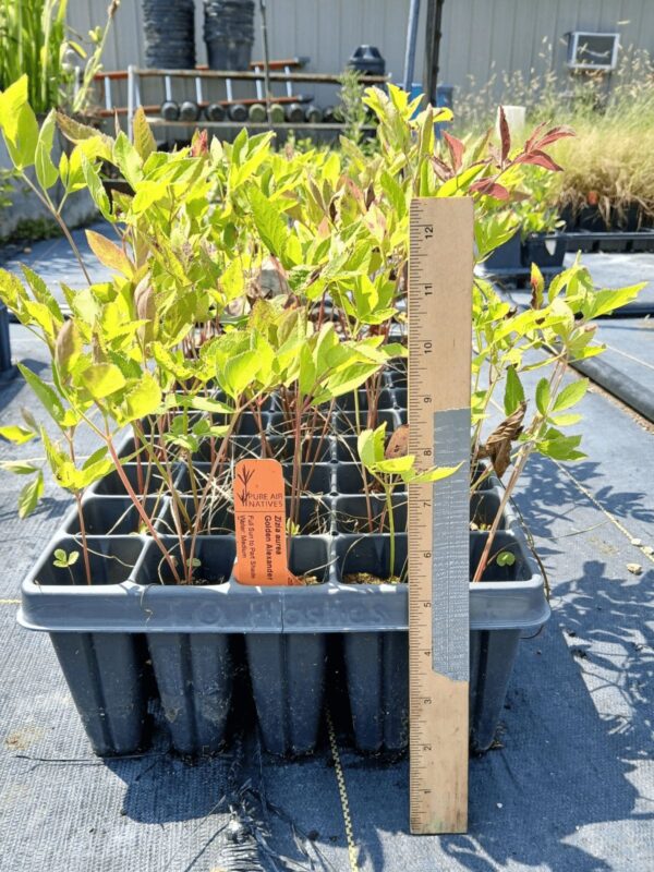 Golden alexanders 50 plug tray with multiple plants in greenhouse