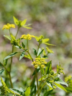 Golden Alexander with yellow flowers blooming
