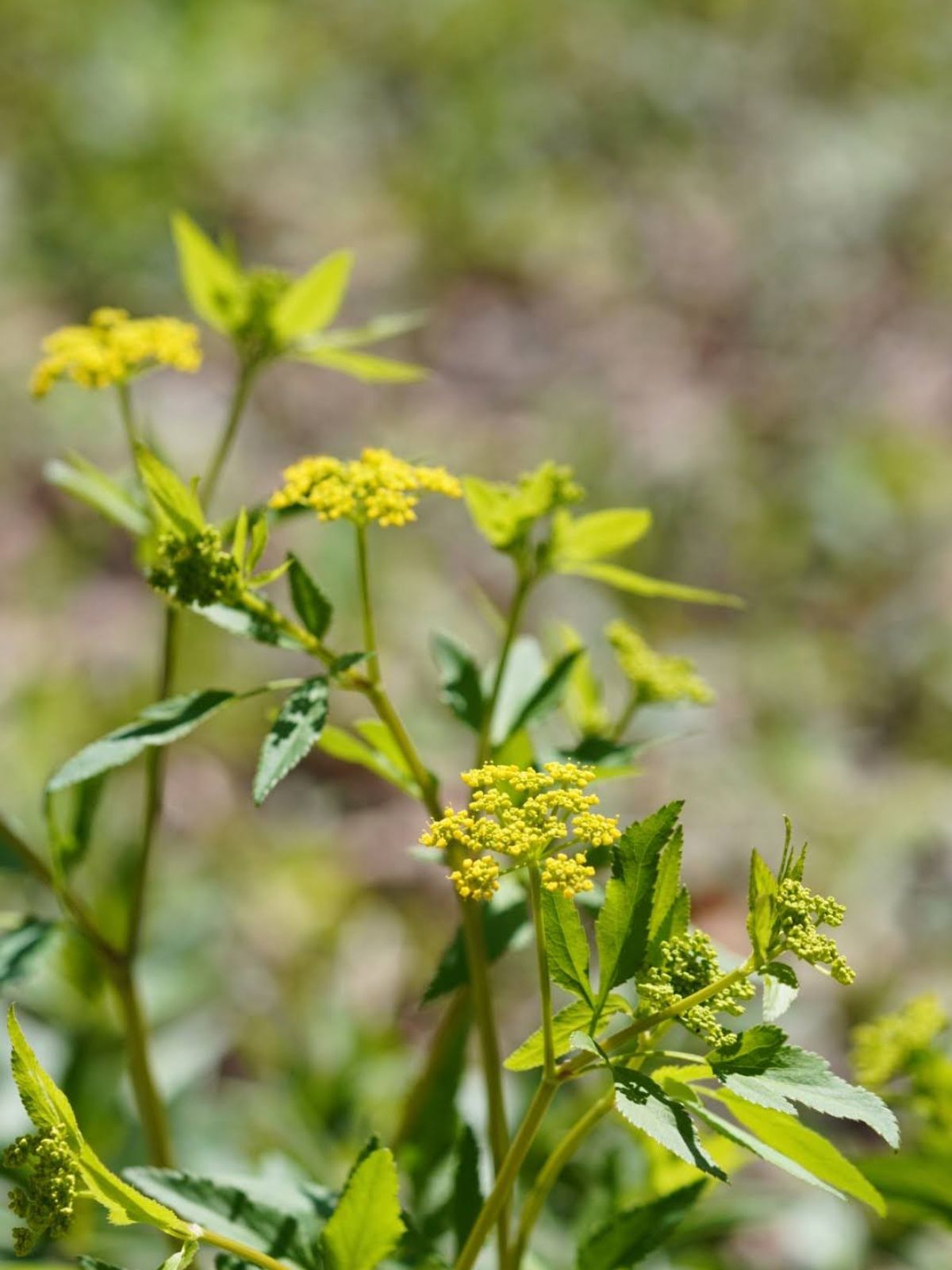 Golden Alexanders (Zizia aurea)