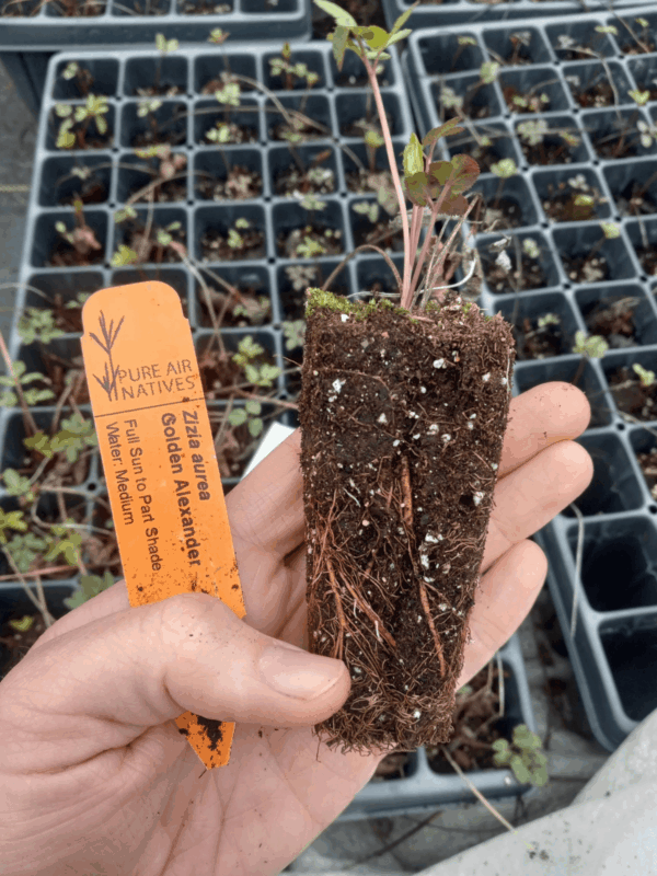 Golden alexanders plug with healthy roots