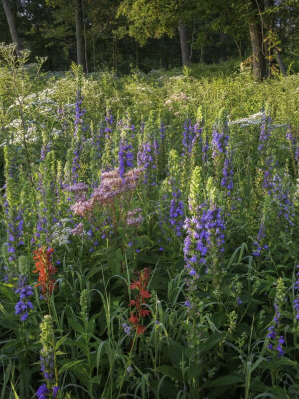 Early morning sunlight on blooming cardinal flower and great blue lobelia in a prairie setting
