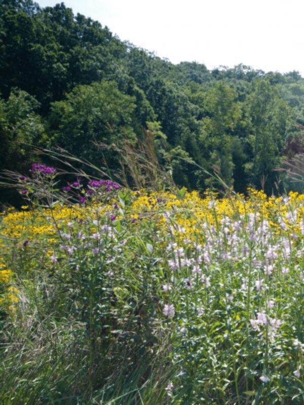 Many colorful wildflowers blooming in prairie field