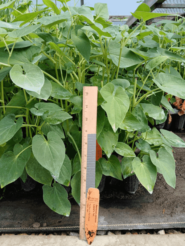 Plug tray of Lizard's tail from Pure Air Natives