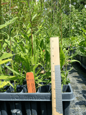 Meadow blazing star tray with leafy foliage