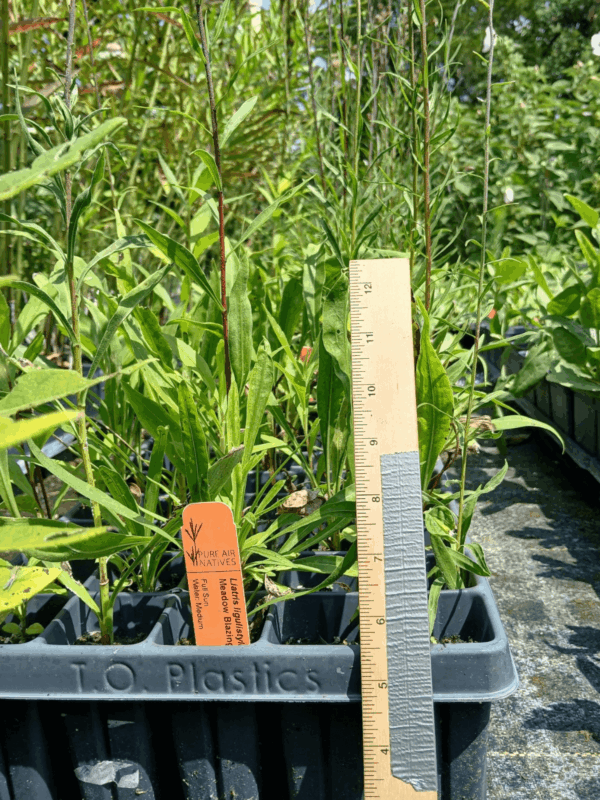 Meadow blazing star tray with leafy foliage