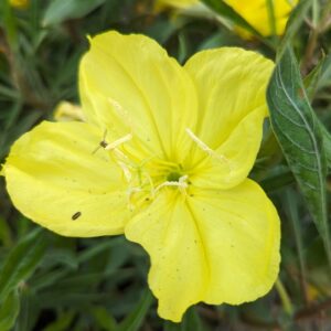 Missouri Evening Primrose