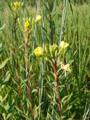Missouri Evening Primrose in field beginning to bloom