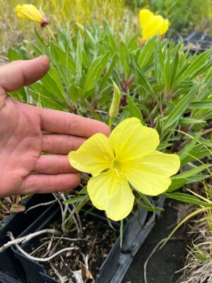 Yellow Missouri Evening Primrose blooming in quart tray in May