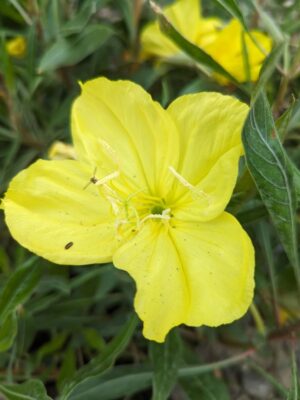 Yellow Missouri Evening Primrose blooming in June