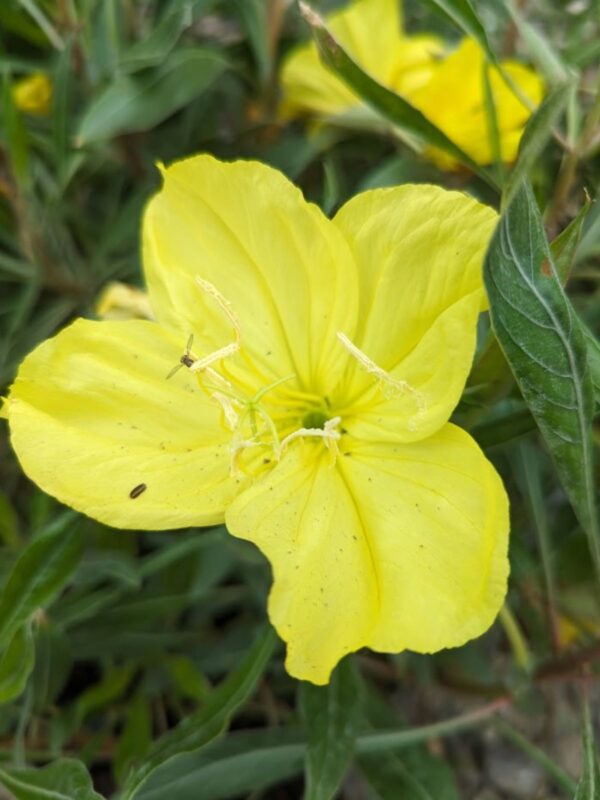 Yellow Missouri Evening Primrose blooming in June