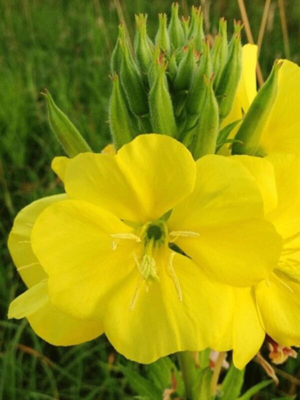 Missouri Evening Primrose flower close up