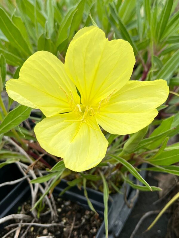 Missouri Evening Primrose flower blooming close up