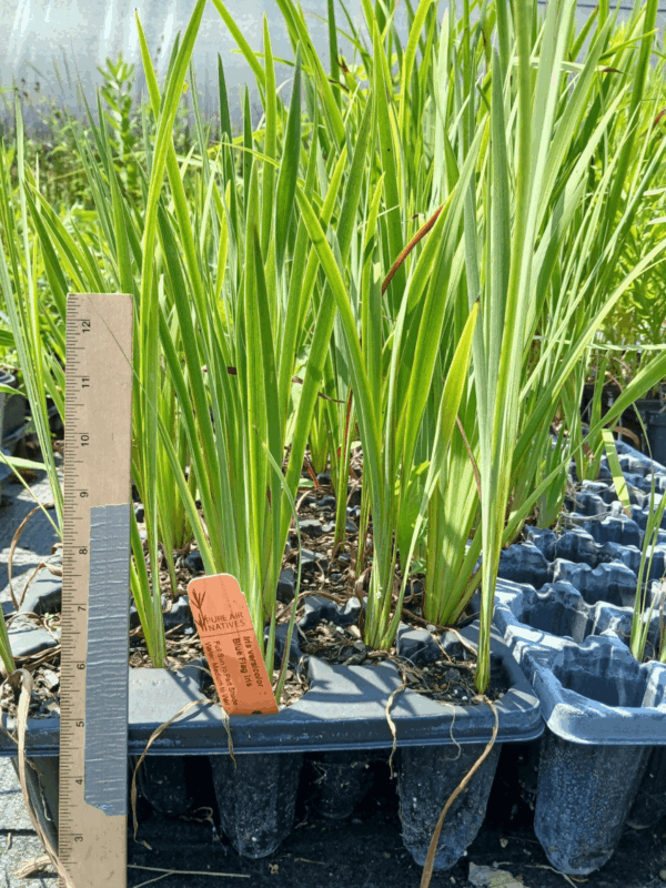 Leafy Northern blue flag iris plug tray ready to be planted