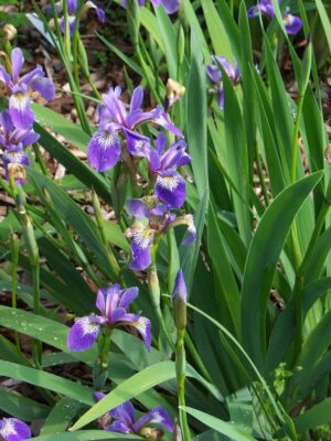 Close up of Northern Blue Flag Iris in wetland