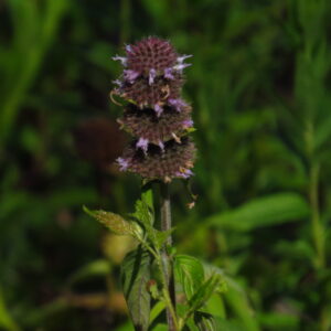 Ohio Horsemint