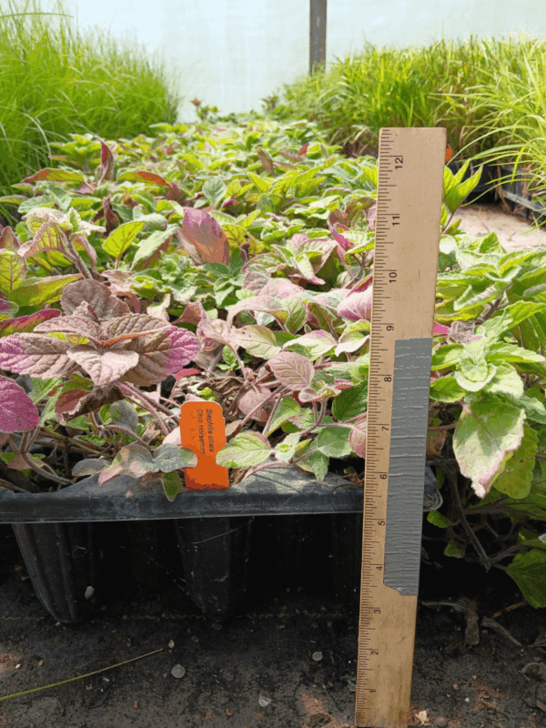 Leafy Ohio Horsemint growing in plug tray