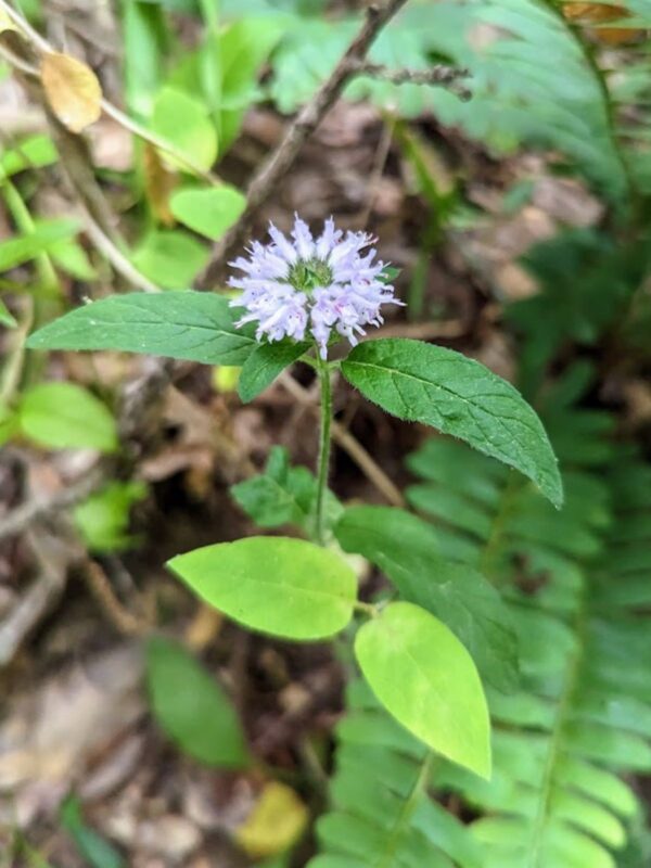 Ohio Horsemint beginning to bloom