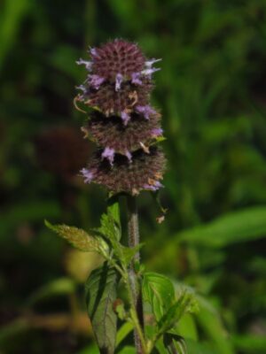 3 tier Ohio Horsemint blooming in woodland