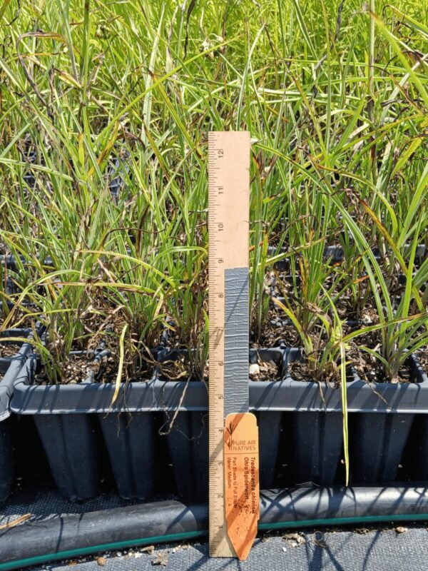 Leafy Ohio Spiderwort growing in plug tray