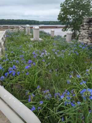 Ohio Spiderwort (Tradescantia ohiensis) in field with lake background