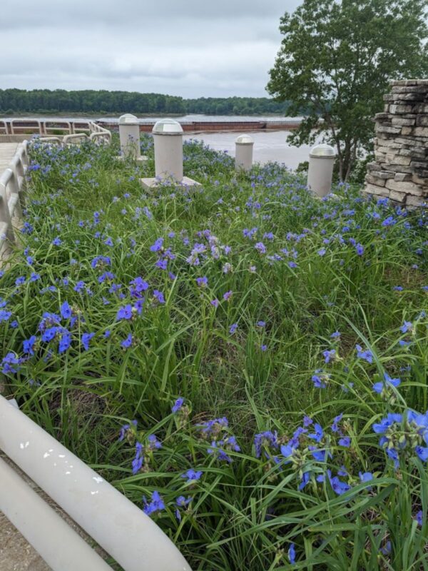 Ohio Spiderwort (Tradescantia ohiensis) in field with lake background