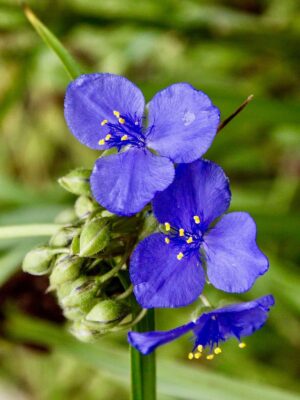 Beautiful blue-purple Ohio Spiderwort flower blooming