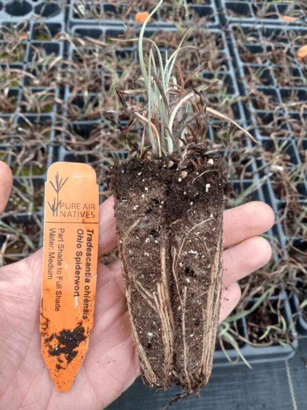 Healthy Ohio Spiderwort plug ready to plant
