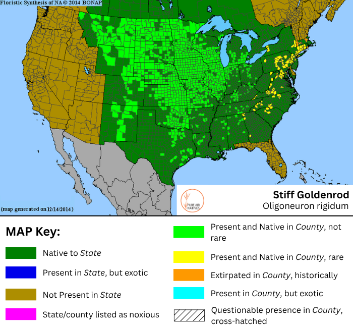 Oligoneuron rigidum Stiff Goldenrod Range Map