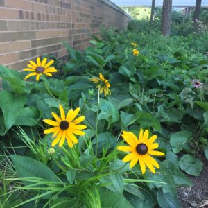 Orange Coneflower