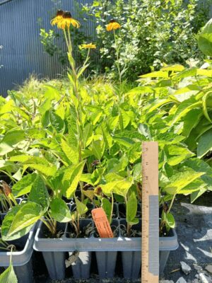 Leafy Orange Coneflower blooming in tray