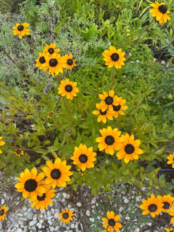 Orange Coneflower (Rudbeckia fulgida) blooming with many bright orange-yellow flowers and dark brown centers among green foliage.