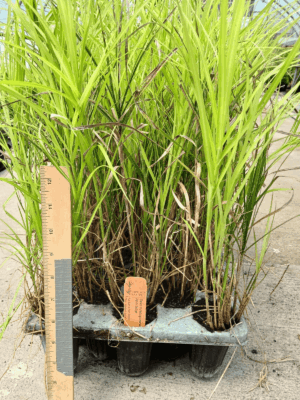 Healthy leafy palm sedge in greenhouse tray
