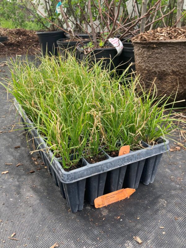 Palm Sedge plug seedlings in 50 plug tray from 45 degree angle in greenhouse
