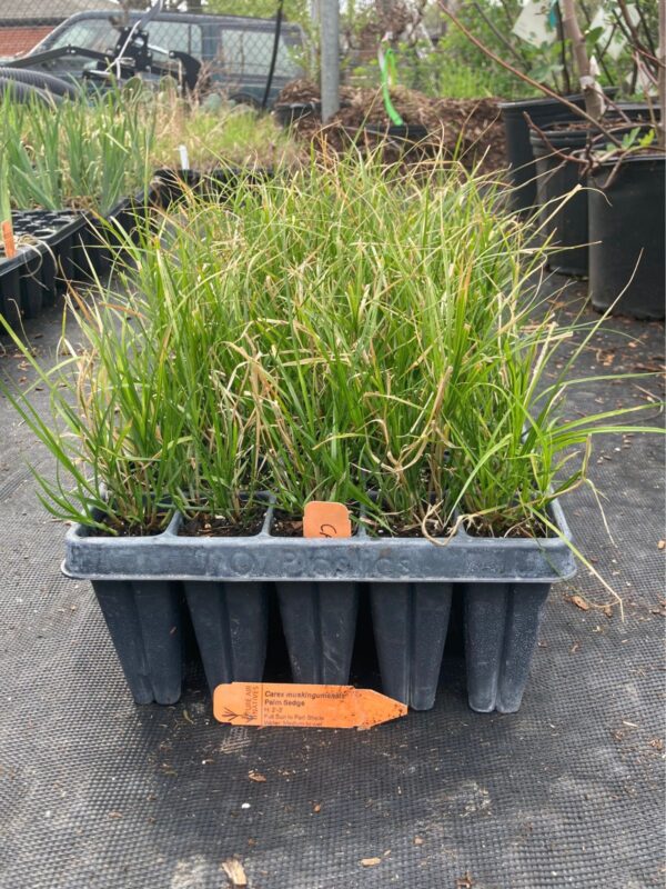 Palm Sedge plug seedlings in 50 plug tray in greenhouse