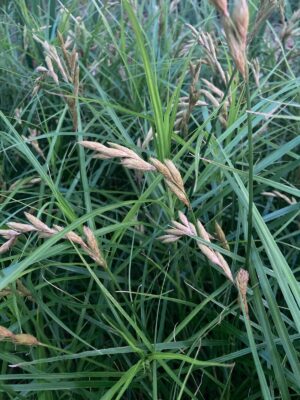 Palm Sedge (Carex muskingumensis) with distinctive palm-like leaf arrangement and developing seed heads in a native garden setting.