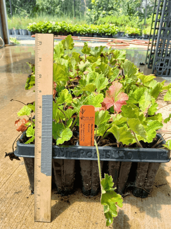 Leafy Prairie Alumroot in tray in greenhouse