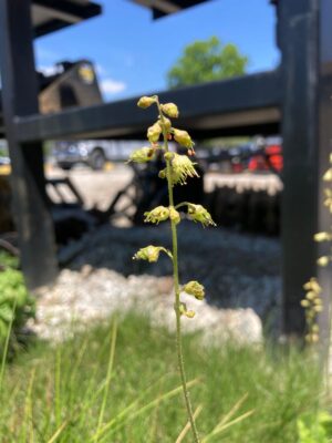 Close-up of Prairie Alumroot (Heuchera richardsonii) showing small green bell-shaped flowers on a slender stem in early bloom